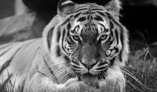 കടുവ ചത്തു