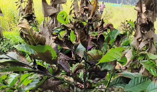 കളനാശിനി അടിച്ച് കായ്ക്കനായ കാപ്പിച്ചെടിള്‍ സാമൂഹ്യ വിരുദ്ധര്‍ നശിപ്പിച്ചതായി പരാതി.