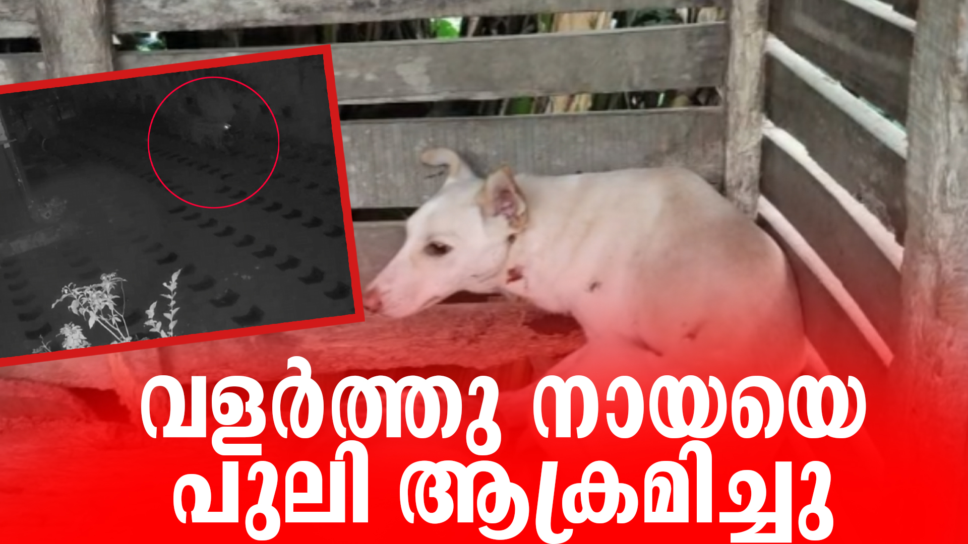 വളര്‍ത്തു നായയെ പുലി ആക്രമിച്ചു പരിക്കേല്‍പ്പിച്ചു