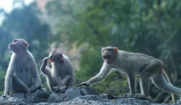 കുരങ്ങുശല്യത്താല്‍ പൊറുതിമുട്ടി കര്‍ഷകര്‍.