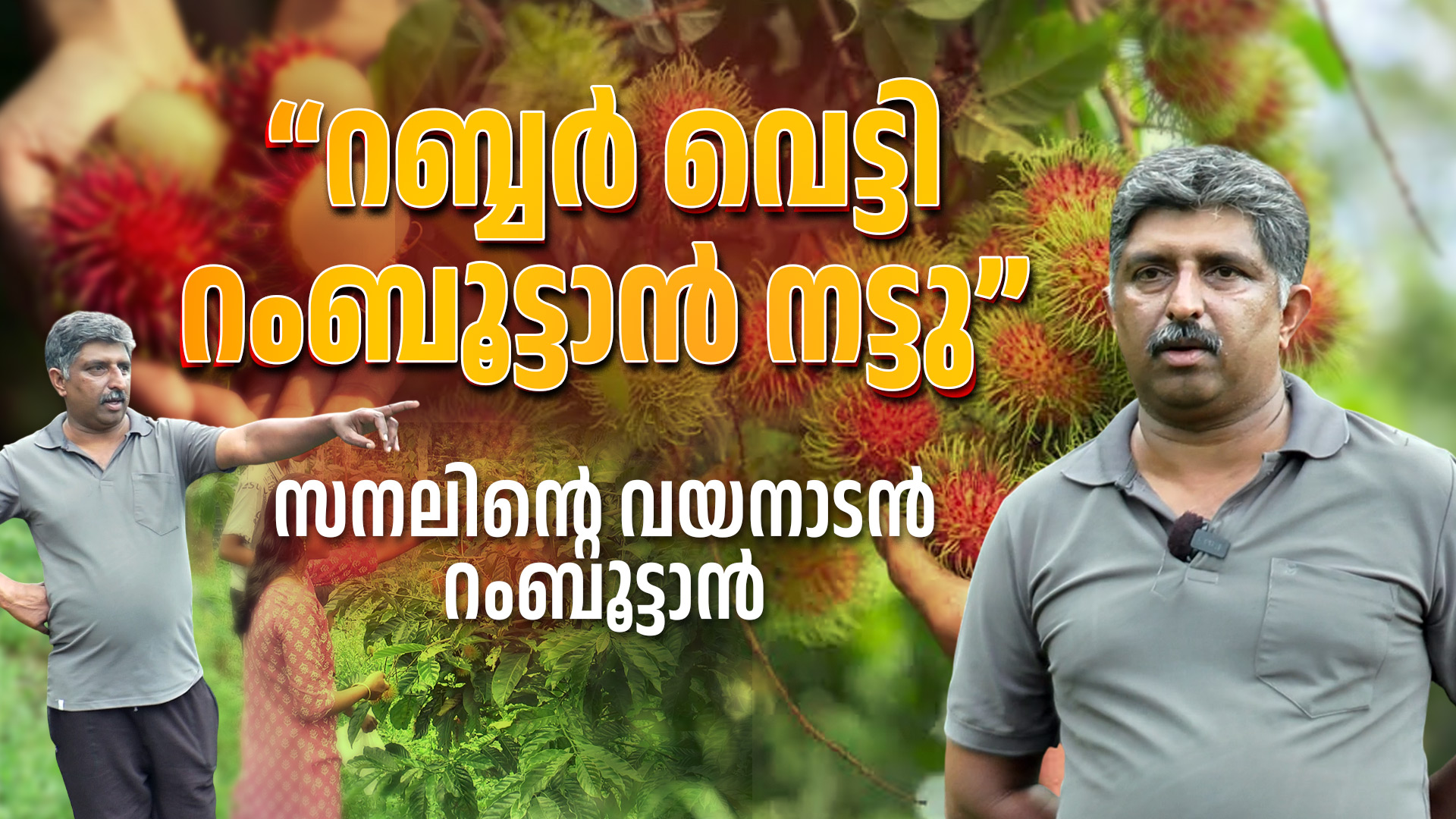 റബ്ബർ വെട്ടി റംബൂട്ടാൻ നട്ടു”സനലിന്റെ വയനാടൻ റംബൂട്ടാൻ