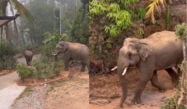 ജനവാസ മേഖലകളില്‍ ഭീതി പരത്തി കാട്ടുകൊമ്പന്മാരുടെ വിളയാട്ടം