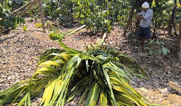 വള്ളുവാടിയില്‍ വീണ്ടും കാട്ടാന കൃഷിനിശിപ്പിച്ചു