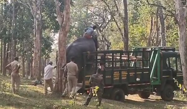 മുട്ടികൊമ്പനെ തുരത്താന്‍ വനംവകുപ്പ് കുങ്കിയാനകളെ എത്തിച്ചു