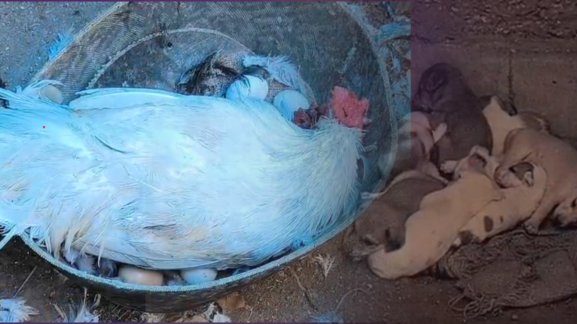 തെരുവ് നായകള്‍ വളര്‍ത്തു കോഴികളെ കൊന്നു.