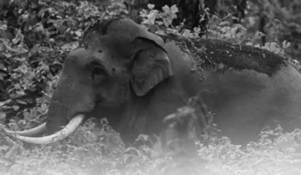 കാട്ടാന ആക്രമണം: നഷ്ടപരിഹാര നടപടികൾ ഒരാഴ്ചയ്ക്കകം അറിയിക്കണം; മനുഷ്യാവകാശ കമ്മീഷൻ ഇടപെടൽ
